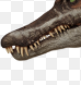 spino jump